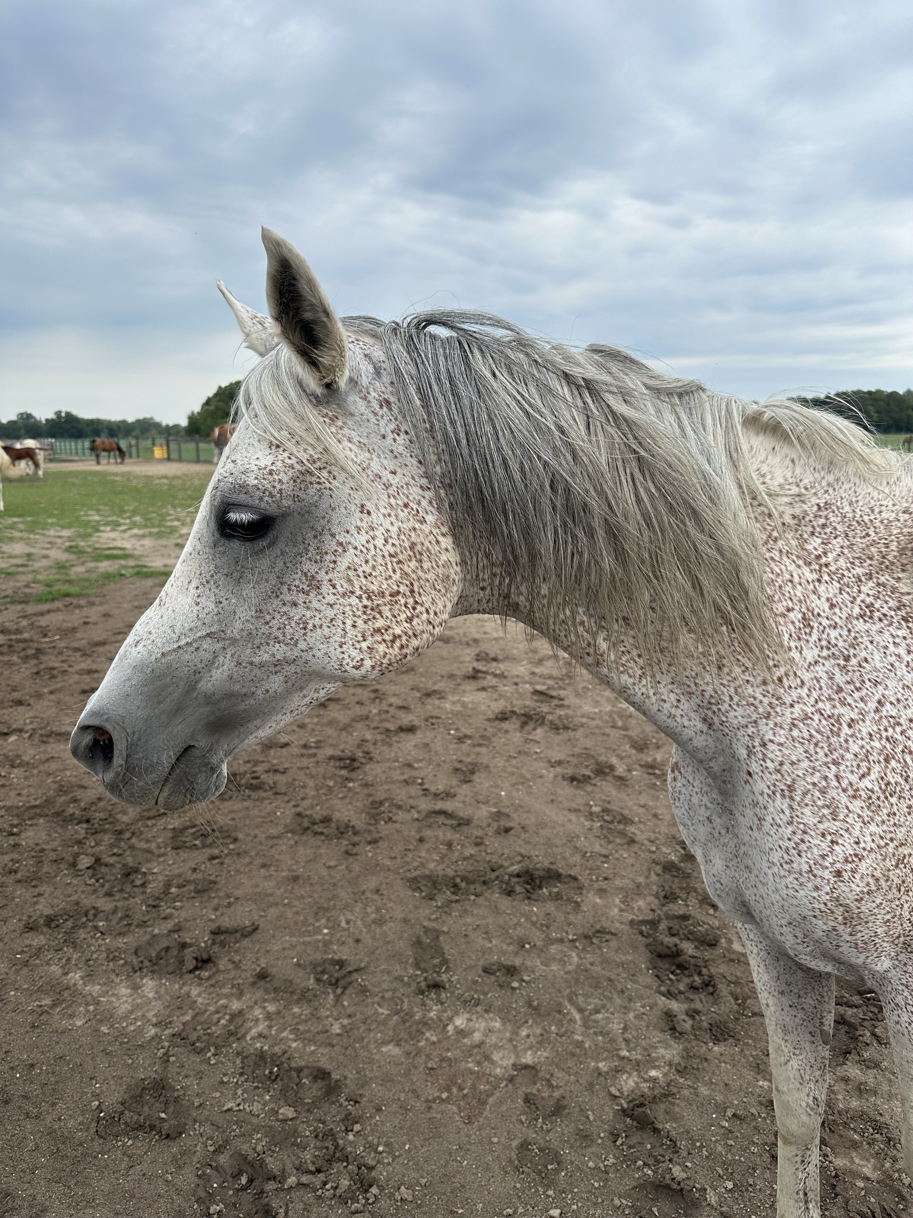 Msu horse.jpg